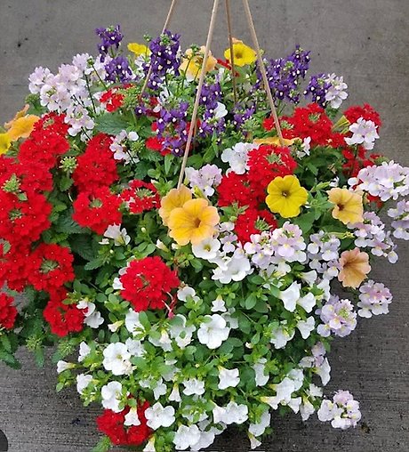 Hanging Baskets