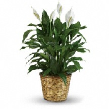 Spathiphyllum Plant 6\"