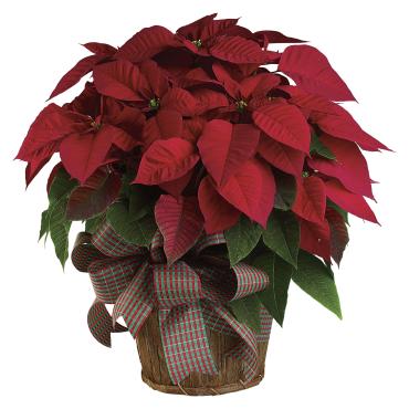 Red Poinsettia