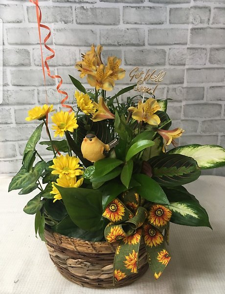 Get Well basket Dish Garden