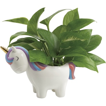 Peaceful Unicorn Pothos Plant