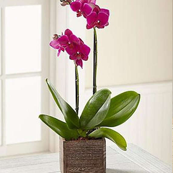 Phalaenopsis Orchid