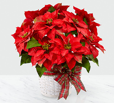 Happiest Holidays Poinsettia