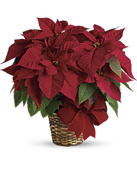 The Red Poinsettia Basket (Large)