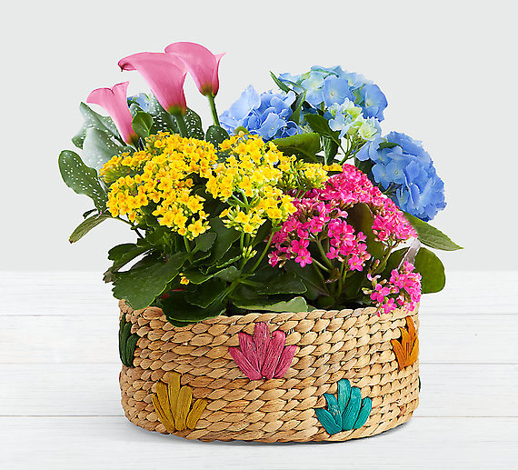 Colorful Flowering Market Garden