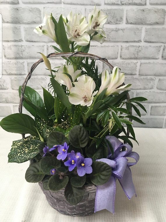 European Dish Garden