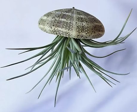 Jellyfish Air Plant