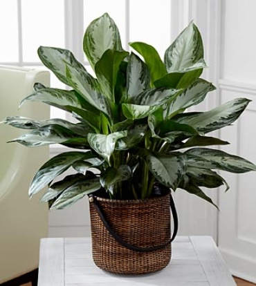 Chinese Evergreen Plant