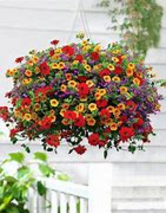 Blooming Hanging Basket