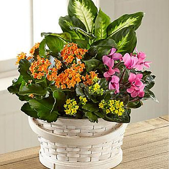 Color Crush Dish garden