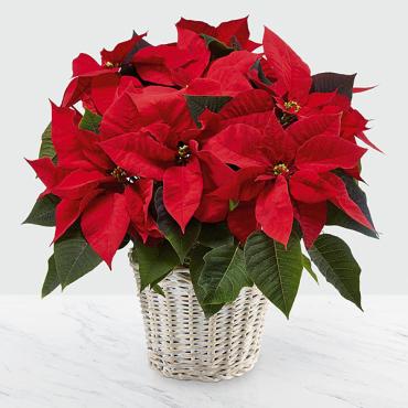 The Red Poinsettia Basket (Large)