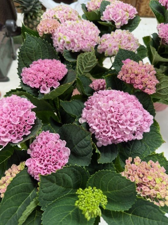 Hydrangea Plant