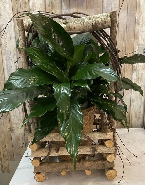 Spathiphyllum in birch planter