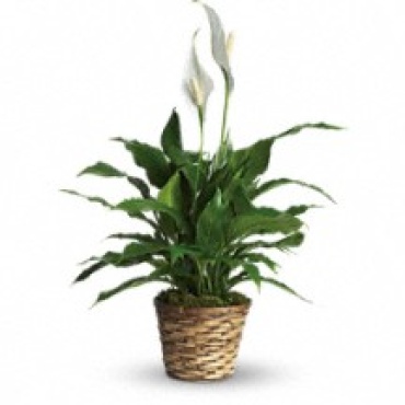 Spathiphyllum Plant 6\"