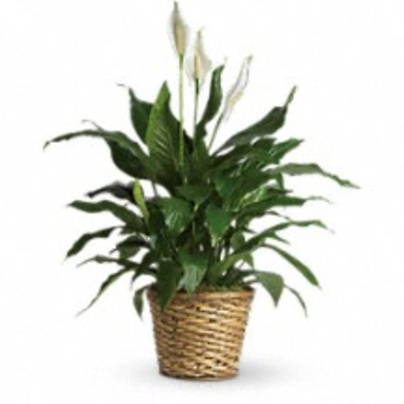 Spathiphyllum Plant 6\"